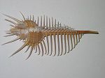 MUREX PECTEN